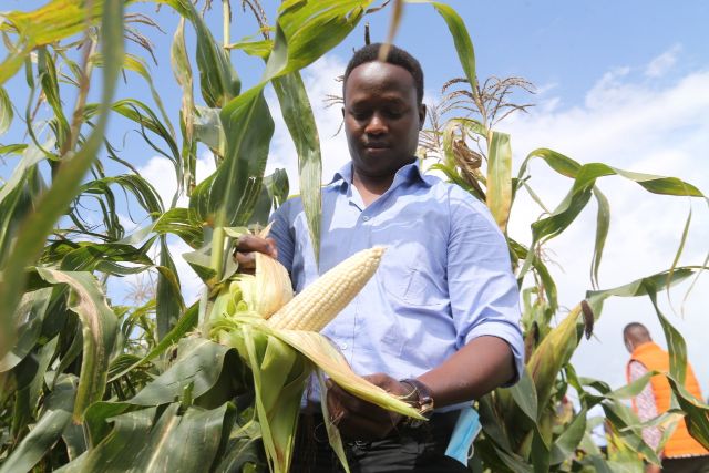 Kenya’s key to achieving food security is through a balanced crop nutrition
