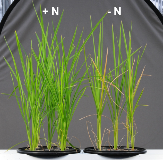 Ref: Yara, Hanninghof