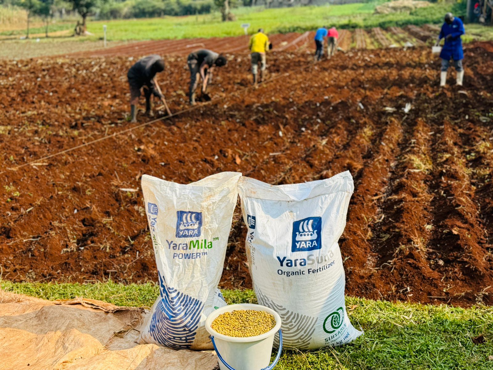 Fertiliser at the Kenarava Model Farm.
