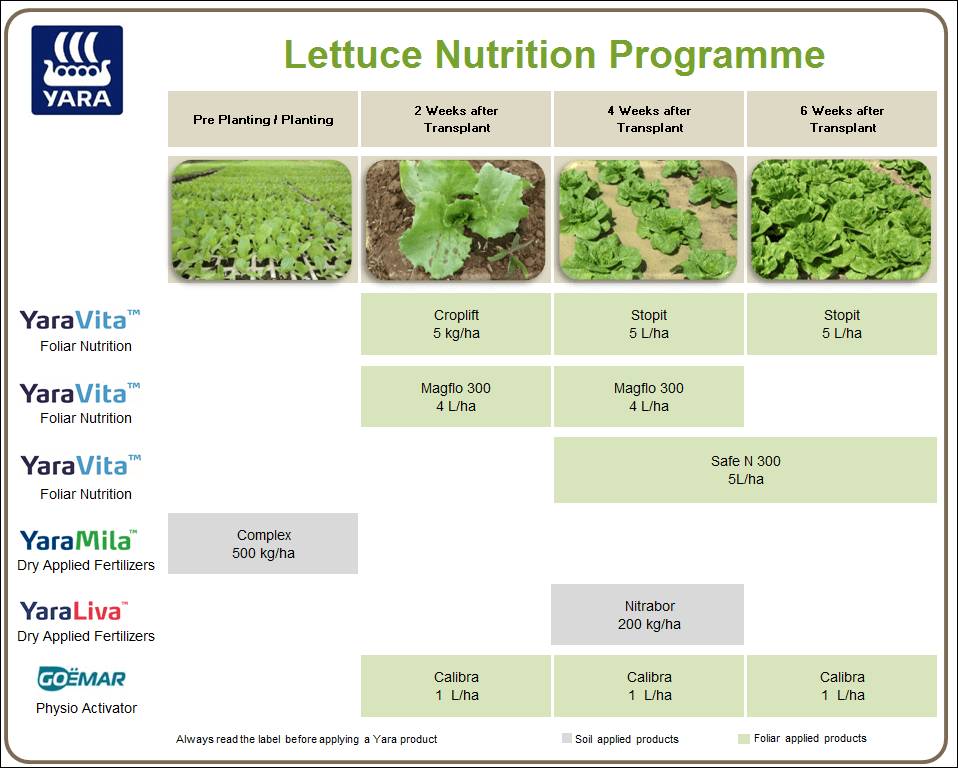 Lettuce crop nutrition programme