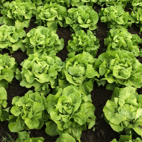 Lettuce