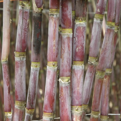 Sugarcane